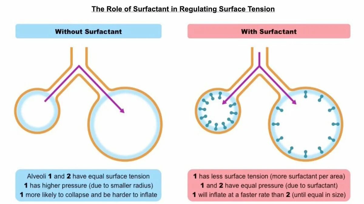 Art fact soft surfactant complex. Surfactant. пав сурфактант. сульфактант и сурфактант. without surfactant фото.
