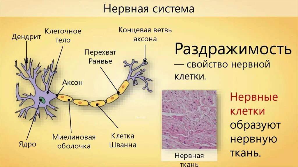 Какие органы образует нервная ткань. Нервная ткань Аксон дендрит. Нервная ткань миелиновая оболочка. Строение нейрона перехват Ранвье. Нервная система дендриты Аксон.