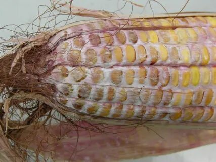 Fusarium