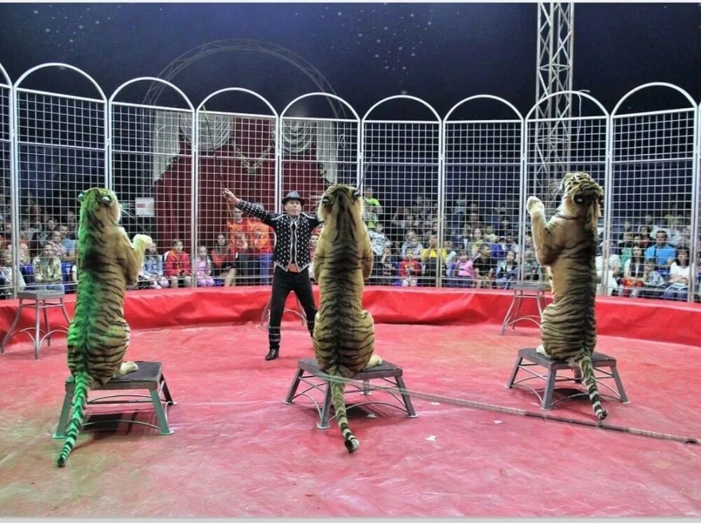 Цирк арена макао ульяновск. Арена макао ростовский цирк. Цирк шапито арена макао. Ростовский цирк арена. Шоу цирка-шапито «арена макао».