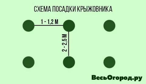 Расстояние посадки капусты