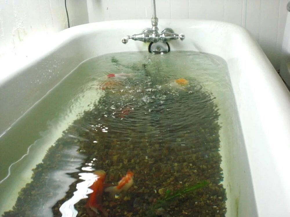 Полная ванна. Рыба в ванне. Ванная с рыбками. Аммиачные ванны для рыб. Снится полная ванна