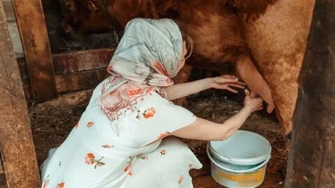milking a cow, milking a cow by hand, how to milk a cow, mi...