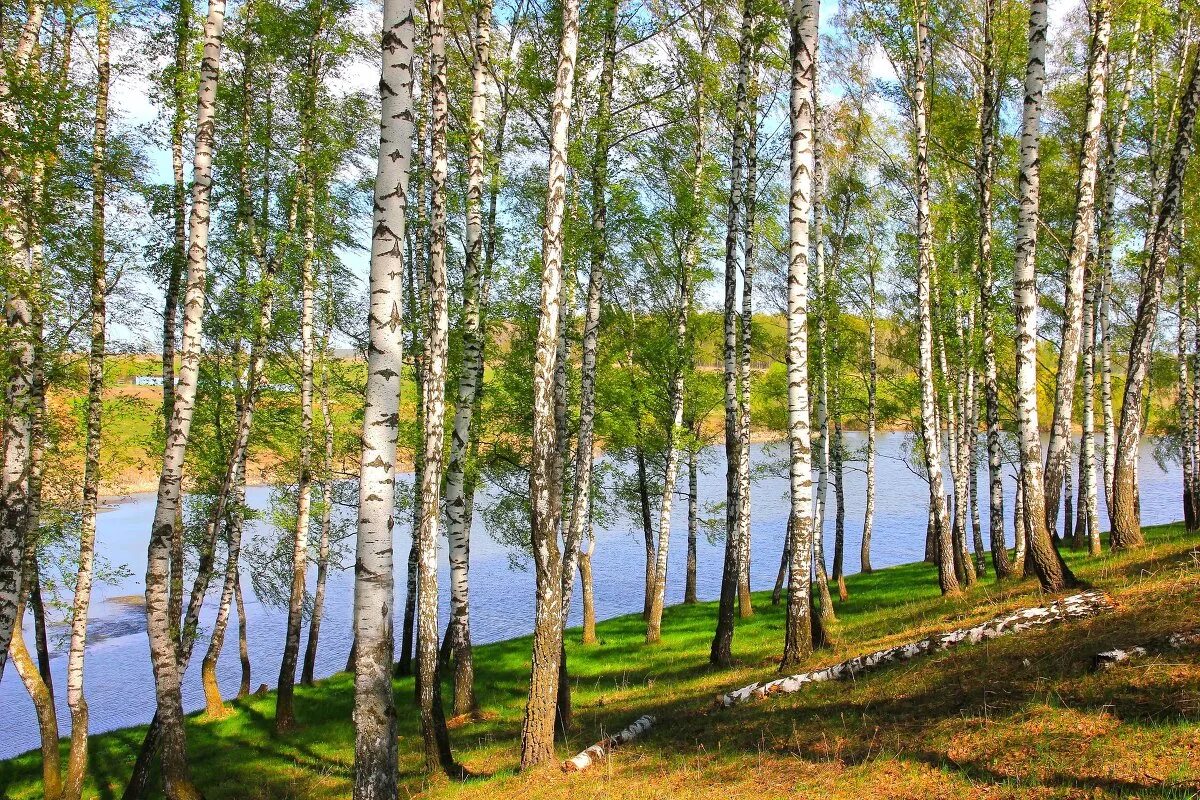 Природа березовой рощи. Берёзовая роща Курск. Березовая роща. Березовая роща Рязань. Березовая роща Кострома.