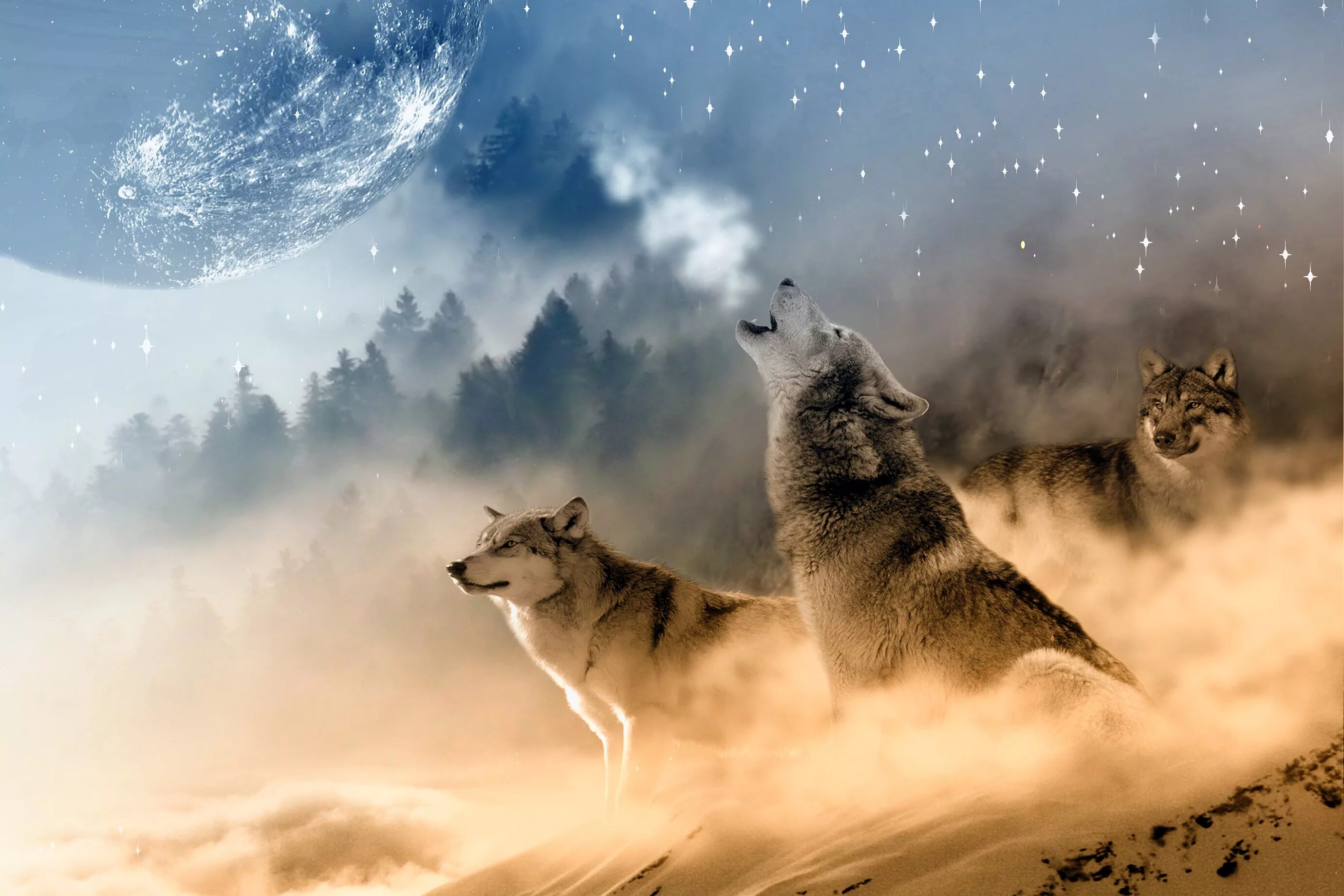 Красивые обои волки. Воющий волк. Красивый волк. Картинки Волков. Волк на заставку.