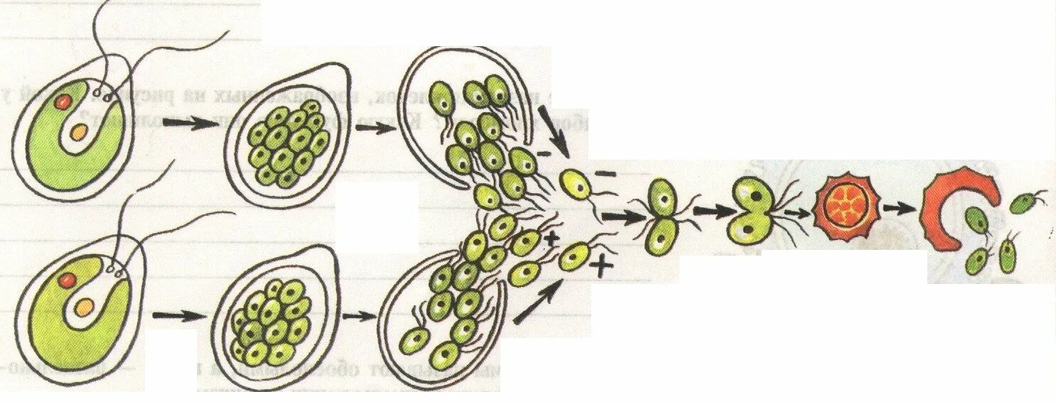 Хромосомы водорослей. Схема полового размножения биология 6 класс. Половое размножение клеток растений. Размножение половое схема биология 6 класс. Половое размножение биология 6 класс.