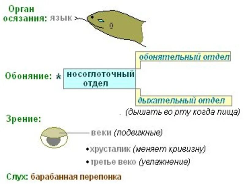 Органы чувств рептилий таблица. Органы чувств пресмыкающихся кратко. Органы чувств пресмыкающихся схема. Эволюция органов чувств пресмыкающихся.