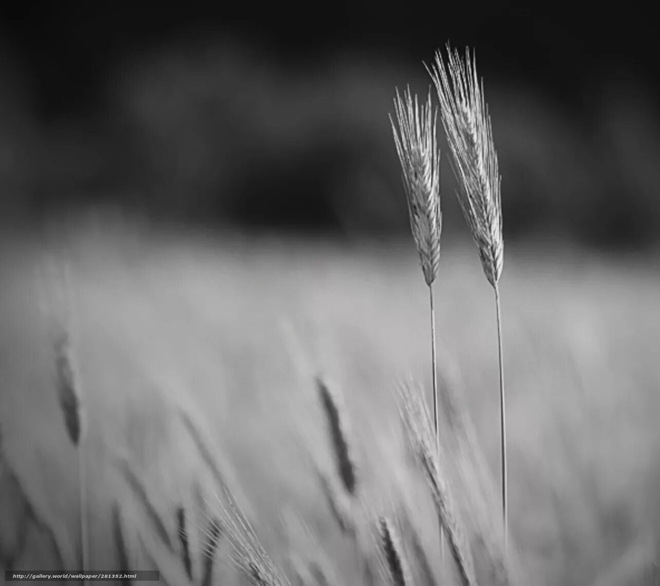 Черно белая природа. Колосья пшеницы. Пшеница. Рожь. Белый колос.