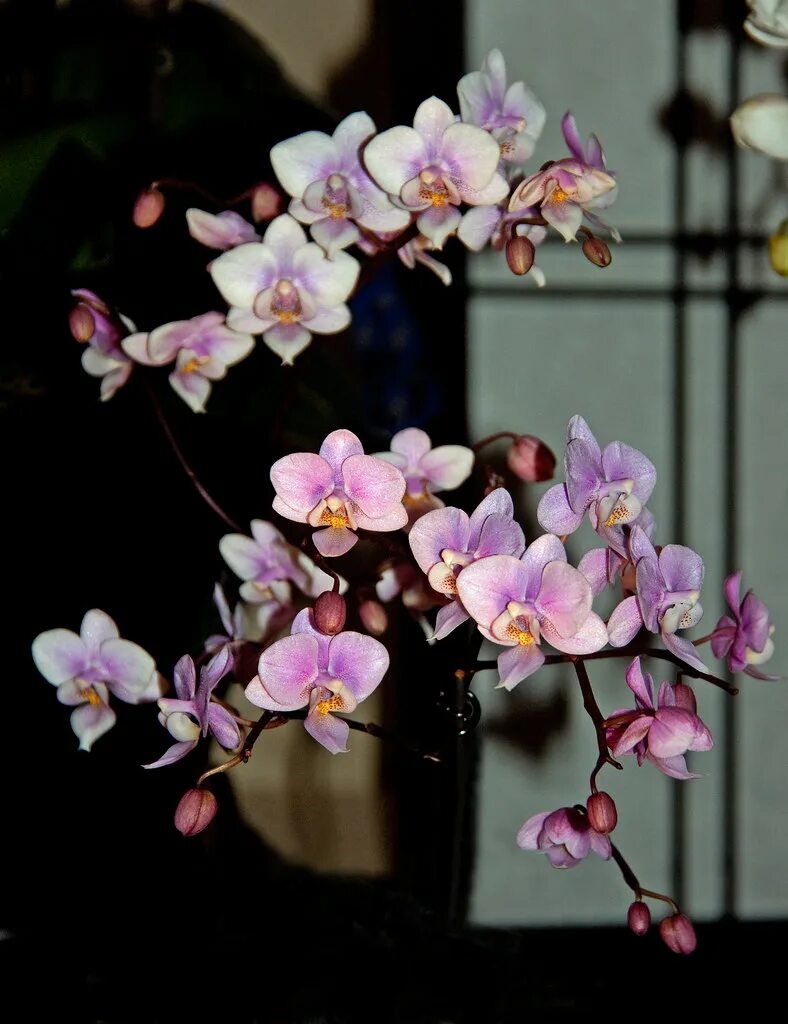 Jiaho's pink girl. Фаленопсис phal pink. Jiaho's pink girl фаленопсис. Фаленопсис phal pink. Phal.