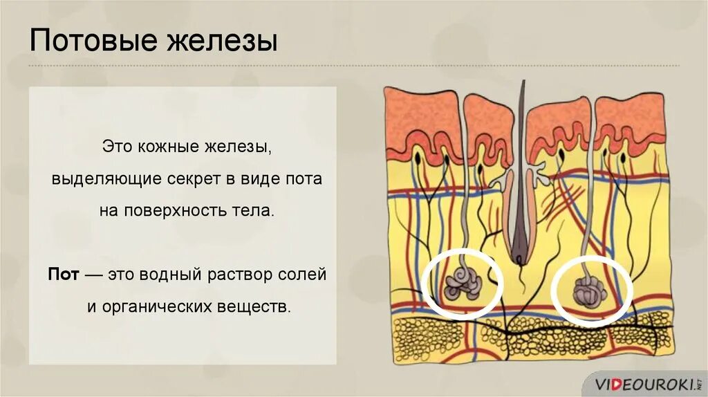 Млечные сальные и потовые железы. Потовые железы кожи анатомия. Строение потовой железы кожи человека. Строение кожи потовая железа. Строение потовых и сальных желез.