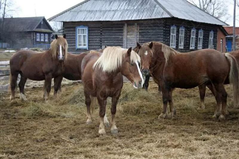 Продажа лошадей забайкальский