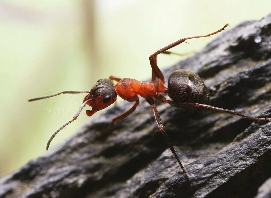 Лесной муравей тип развития. Малый Лесной муравей Муравейник. Красногрудый муравей-древоточец. Рыжий Лесной муравей. Черноголовый Лесной муравей.