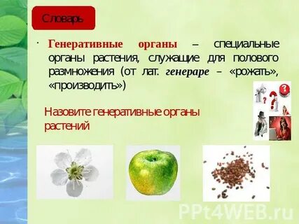 Генеративные органы строение