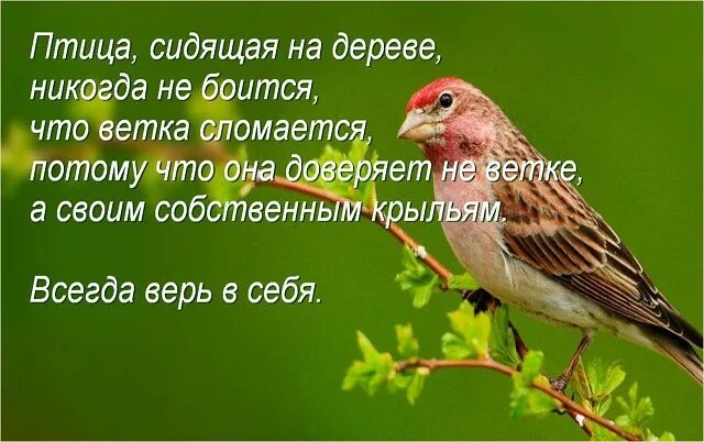 Птицы цитаты. Птицы цитаты