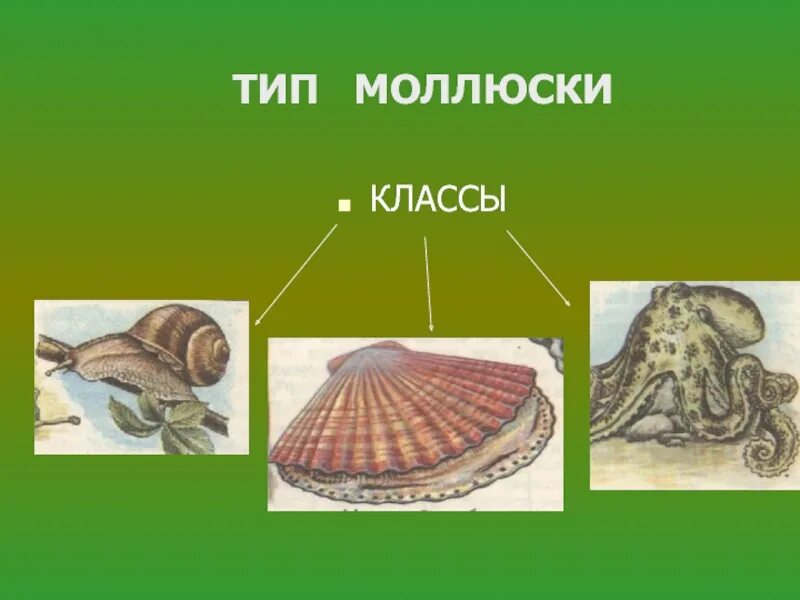 Общая характеристика классы моллюсков. Тип моллюски биология. Моллюски биология 7 класс. Представители моллюсков 7 класс биология. Тип моллюски 7 класс биология.