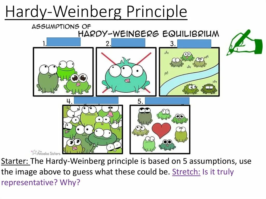 Хайди вайнберг. Харди Вайберг. Равновесие Харди-Вайнберга. Hardy Weinberg principle. Генетика формула Харди Вайнберг.