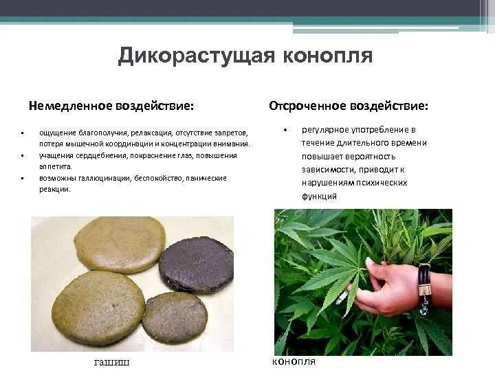 Эффект от курения. Влияние марихуаны. гашиш. эффект от курения каннабиса. натуральный гашиш.