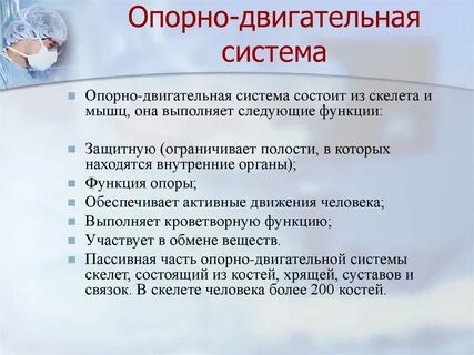 Выполняет опорную и защитную функции