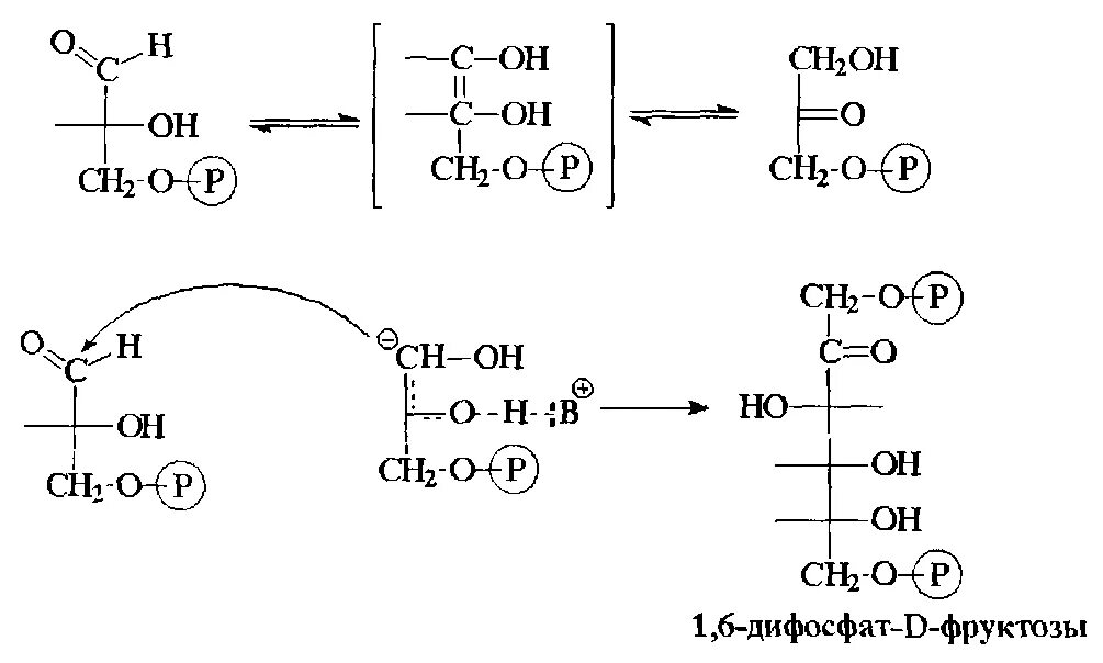 Формула фруктозы-1,6-дифосфата. Фруктозо 1 6 дифосфат формула. Фруктозо-1,6-дифосфата. 1 6 Дифосфат б фруктозы.