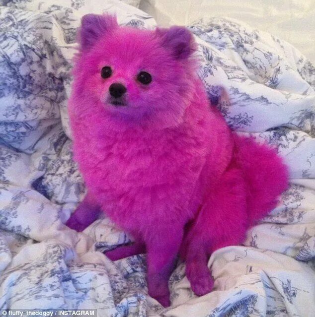Шпиц флаффи. Самоеды розовые. Розовая собака. Розовая собака пушистая.