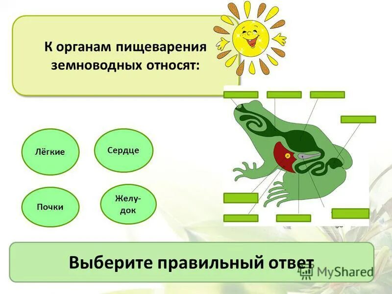 пищеварительная система земноводных таблица. пищеварительная система земноводных таблица.