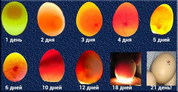 21 день инкубации. Инкубация перепелиных яиц овоскопирование. Инкубация утиных яиц овоскопирование. Инкубация гусиных яиц овоскоп. Кольцо яйцо овоскопирование.