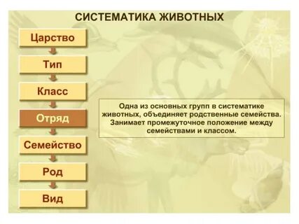 Систематические рисунки