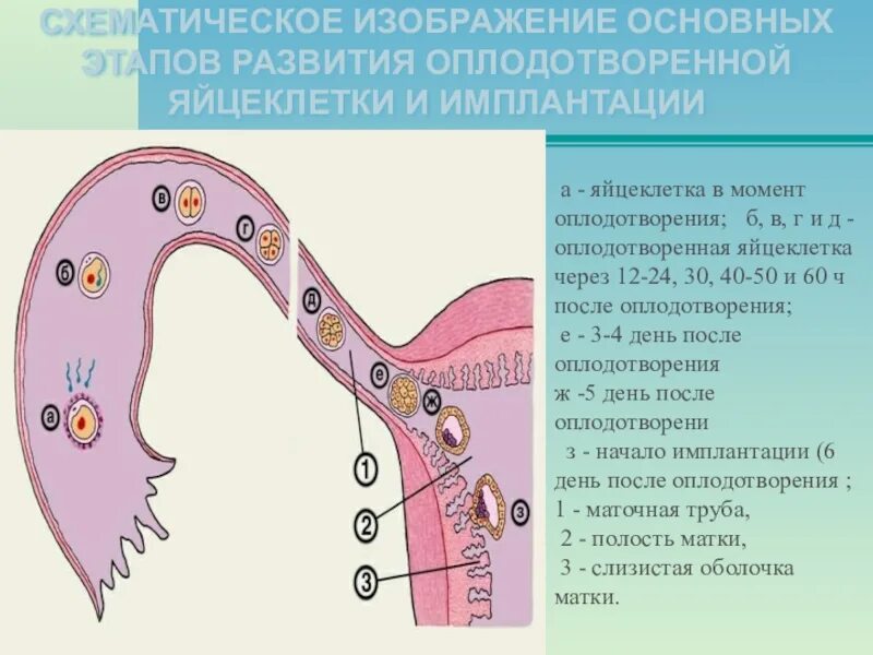 Основные этапы оплодотворения. Этапы оплодотворения яйцеклетки. Этапы формирования зачатия. Стадии развития оплодотворенной яйцеклетки.