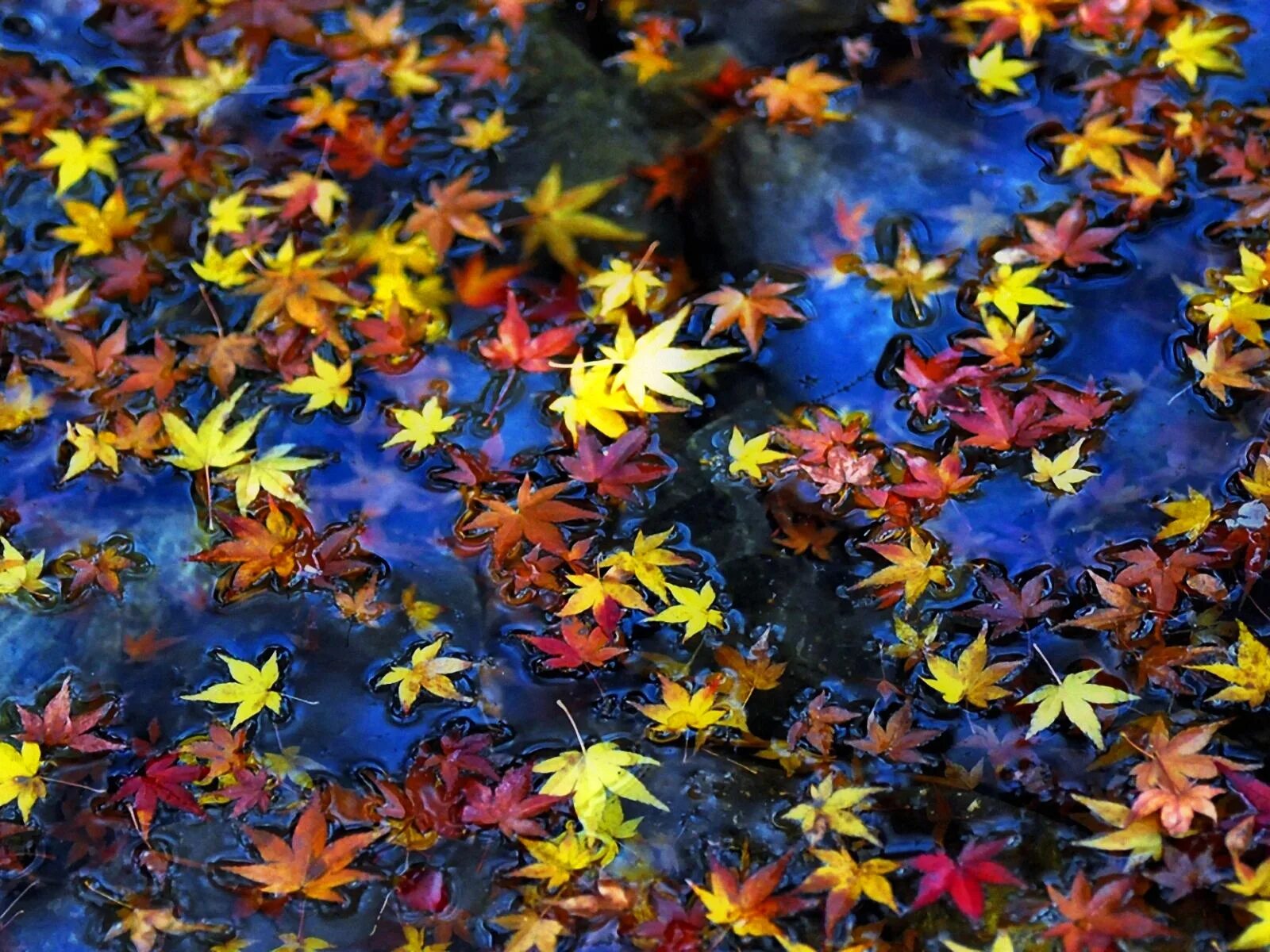 Падающие листья в воду. Осенний листопад. Осень листопад. Разноцветные листья. Картинки на рабочий стол осень.
