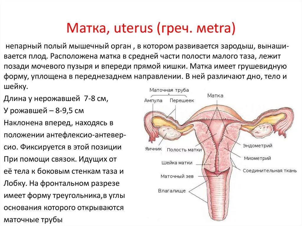 Особенности строения женских половых. Матка строение и функции анатомия. Матка женщины анатомия с описанием. Строение матки анатомия кратко.