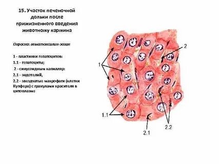 Клетки купфера в печени