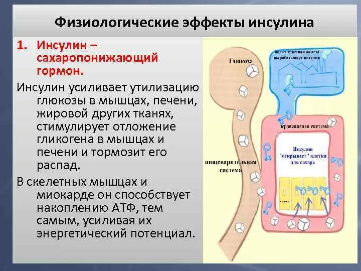 Физиологические эффекты инсулина. Физиологический эффект гормонов поджелудочной железы. Физиологические эффекты инсулина в организме. Физиологический эффект действия инсулина. Фермент расщепляющий инсулин