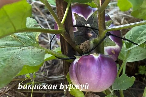 Баклажан буржуй