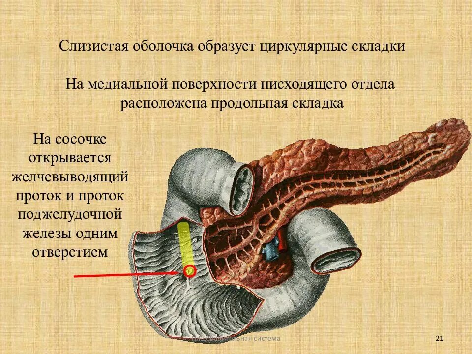 Продольная складка двенадцатиперстной кишки. Циркулярные складки слизистой оболочки. Продольные циркулярные складки двенадцатиперстной кишки. Двенадцатиперстная кишка продольная складка.