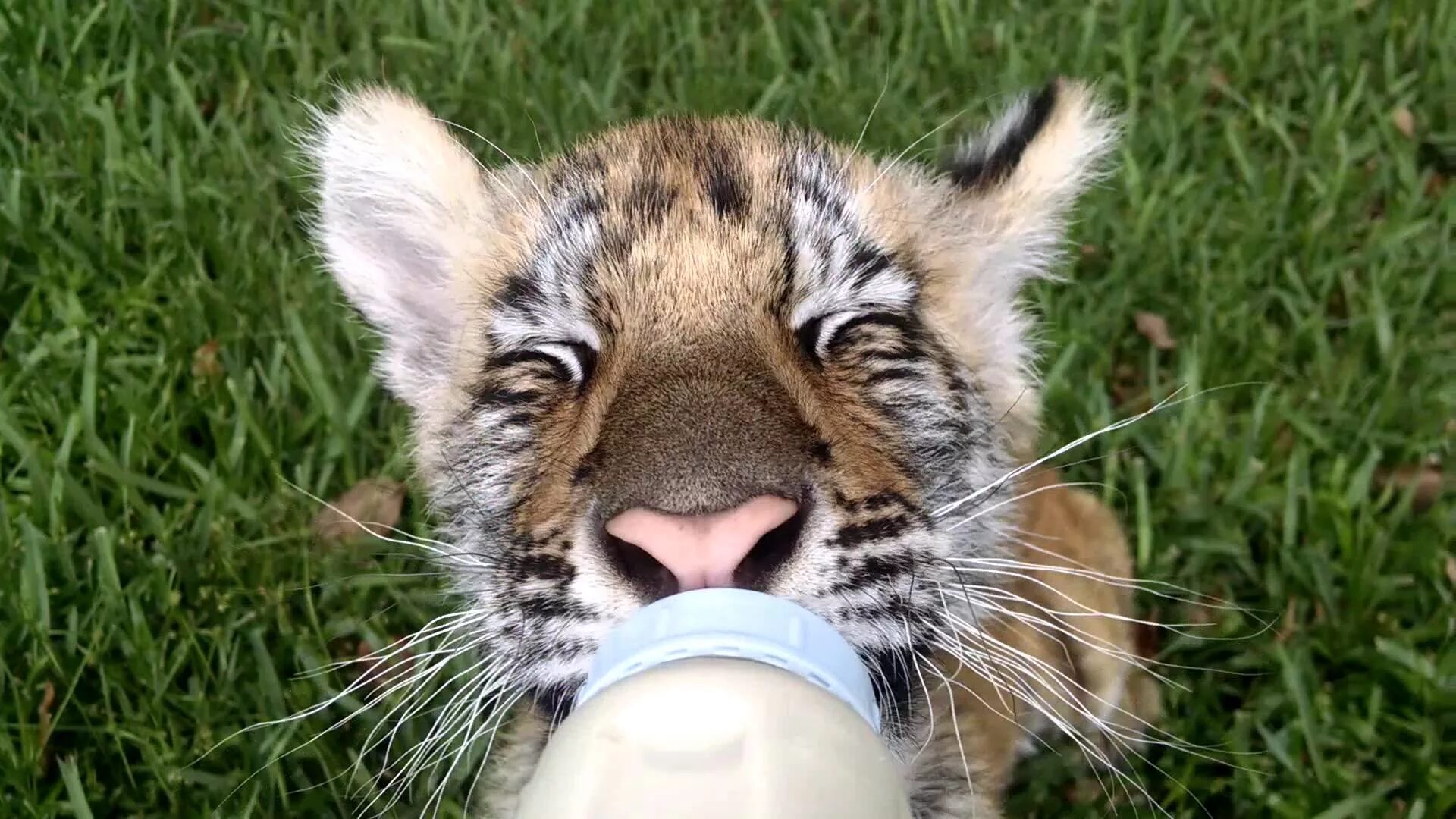 Маленький Тигренок. Тигр пьет молоко. Что едят тигрята маленькие. Тигренок с молоком.