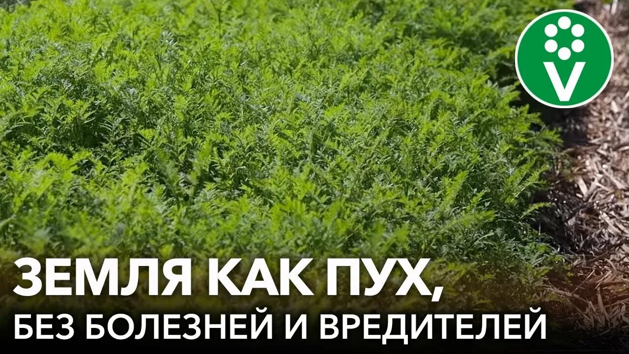 Какой сидерат лучше посеять от проволочника осенью. Сидераты от сорняков. посев сидератов в августе.