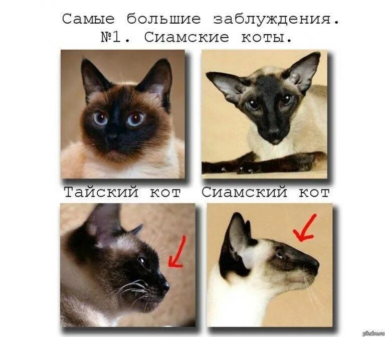 Как определить пол котенка. Азиатский табби макрель. Кот кошка различия. Кот кошка различия. Как отличить кота от кошки.