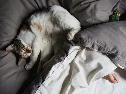 Почему кошки спят