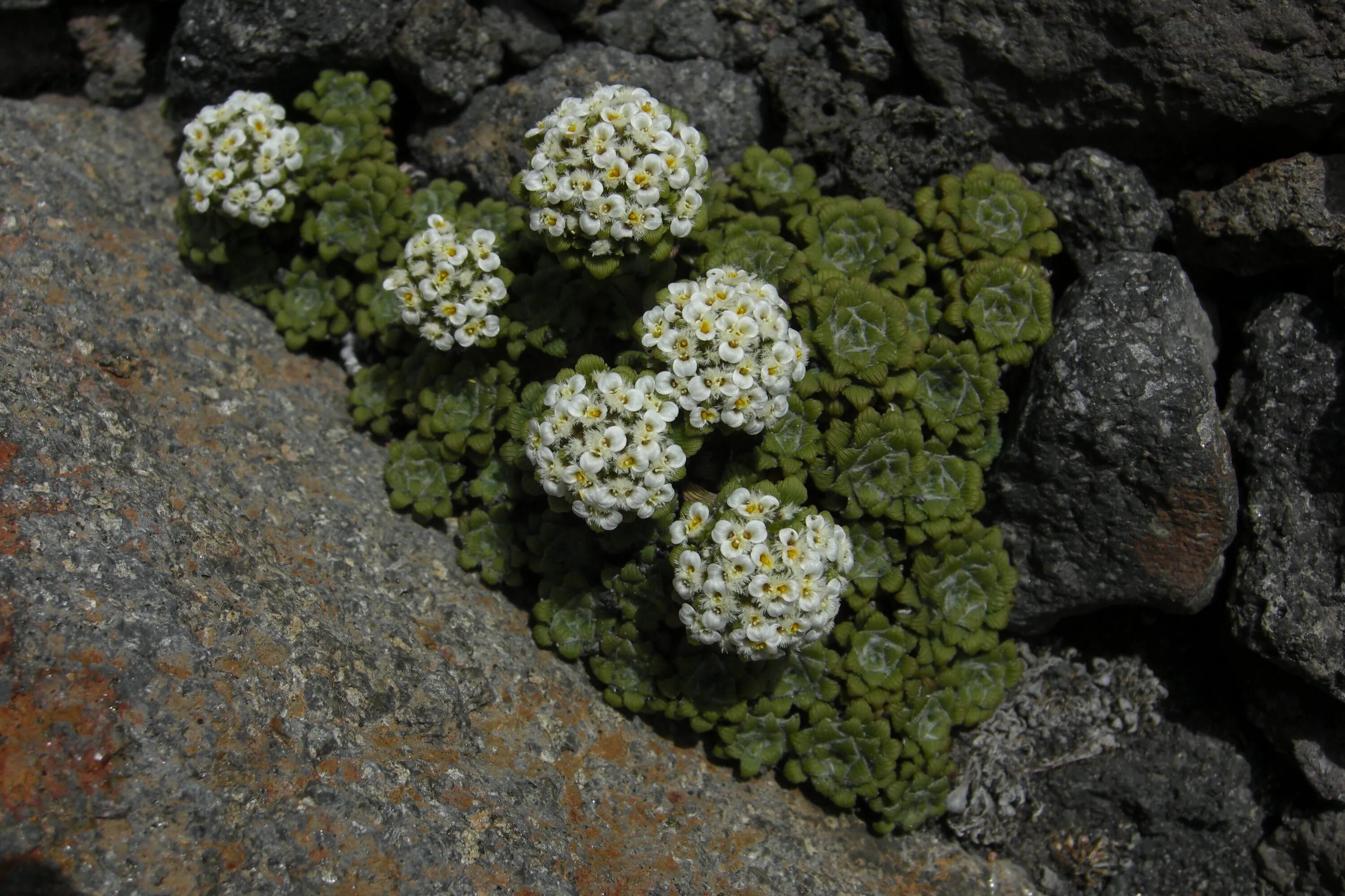 Nassauuia. Адесмия растение. Парамела (Adesmia boronioides). Нассувия белая. Re plant