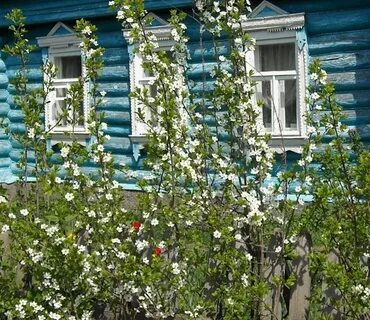 Старый дом в саду смородина