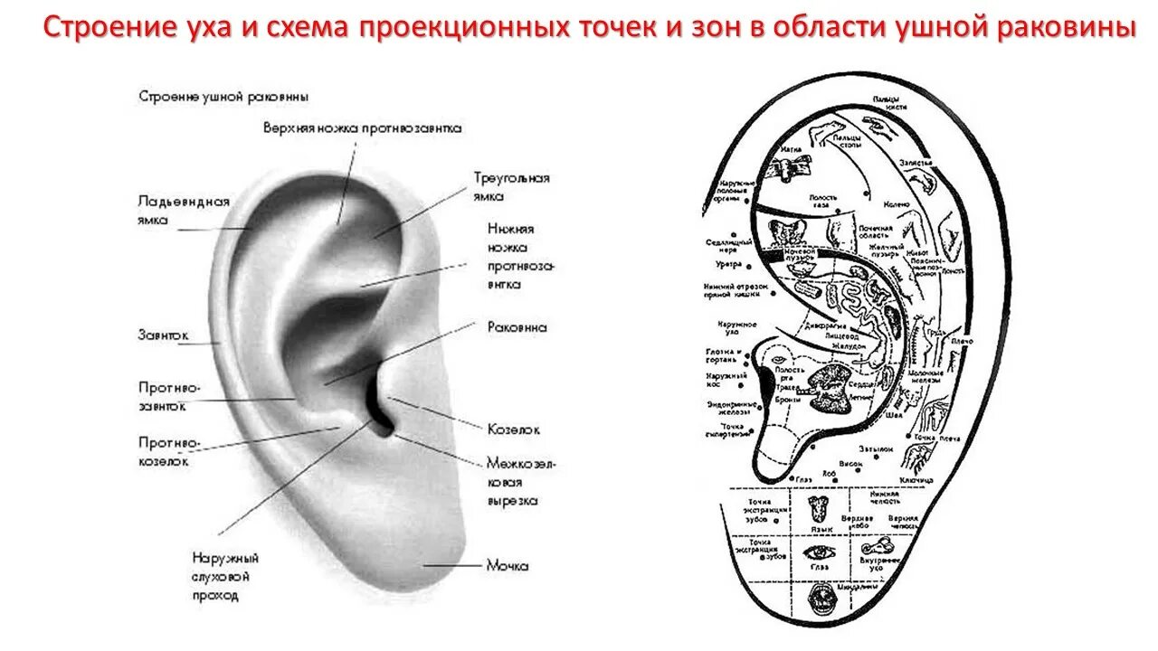 Ушная раковина какое ухо. Схема строения ушной раковины. Мочка ушной раковины анатомия. Ушная раковина анатомия точки. Точки ушной раковины человека схема.