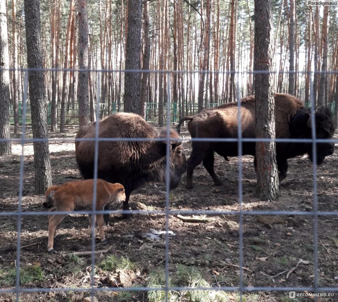 Зоопарк попова. Яр Воронеж зоопарк. Воронежский зоопарк имени Попова. Зоопитомник червлёный Яр Воронеж. ЗУБР Воронежский зоопарк.