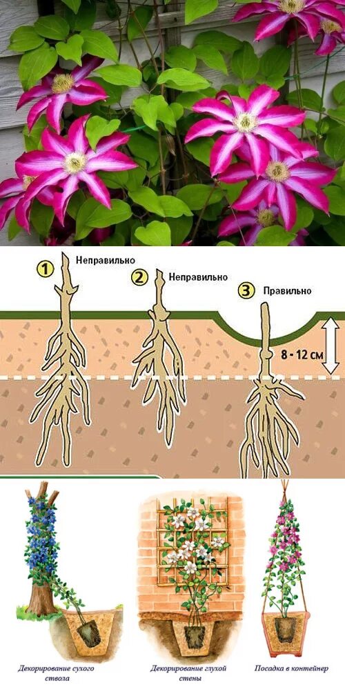 Высадка клематиса в грунт. Клематис однолетник. Клематис корневище. Клематис Элегантиссима. Клематис корневая.