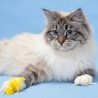 Фото маскарадной кошки