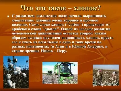 Хлопок предложение