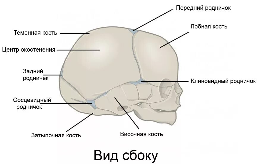 Почему пульсирует родничок. Передний Родничок черепа новорожденного. Теменная кость черепа у ребенка. Сосцевидный Родничок у новорожденных. Череп новорожденного большой и малый Родничок.