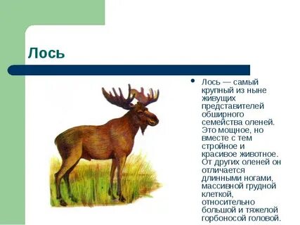 К какому виду относится лось