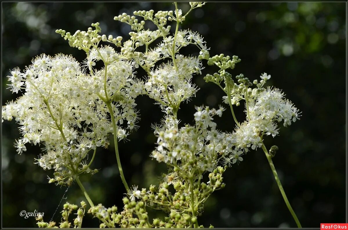 Meadowsweet (Älggräs) Organic plants, Meadowsweet, Planting herbs