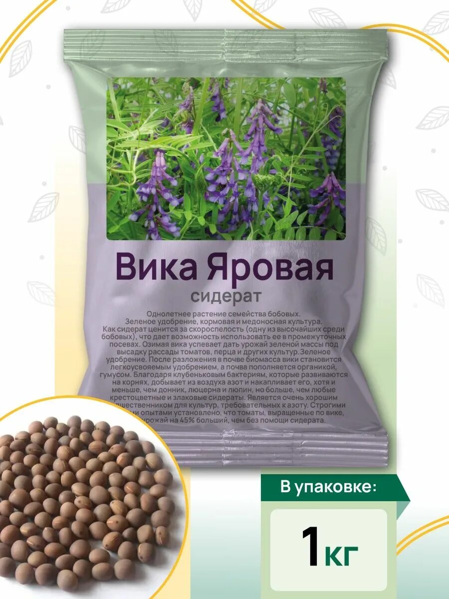 Когда сеять вику. Вика яровая сидерат когда посеять. Вика мохнатая озимая сидерат. Вика яровая сидерат. Вика яровая растение.