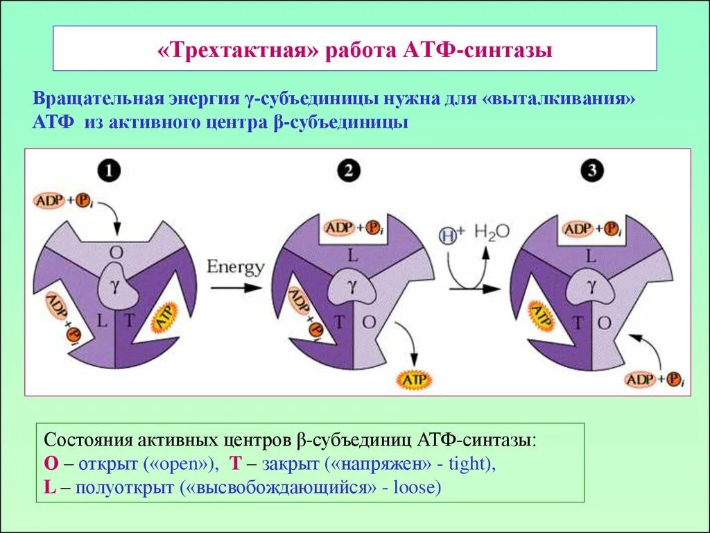 Строение атф синтеза. АТФ синтетаза механизм работы. АТФ синтетаза принцип работы. Строение АТФ синтазы биохимия. Строение и механизм протонной АТФ синтазы.